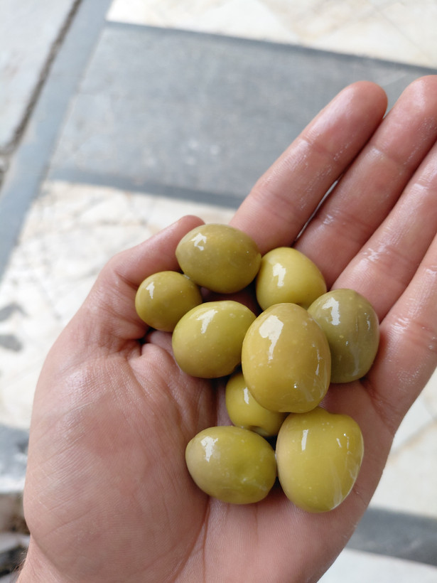 زیتون کنسروی مانزانیلا سوپر ویژه طارم 3کیلویی،سایز 7و8 گوشتی با هسته ریز.درشت ترین سایز فوق العاده،تضمینی